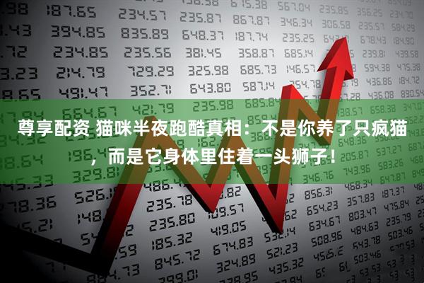 尊享配资 猫咪半夜跑酷真相：不是你养了只疯猫，而是它身体里住着一头狮子！